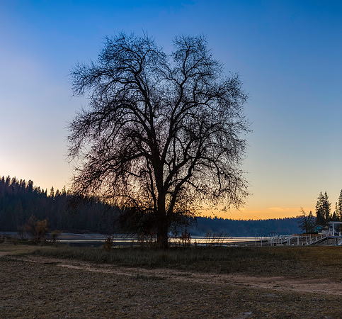 The Old Oak