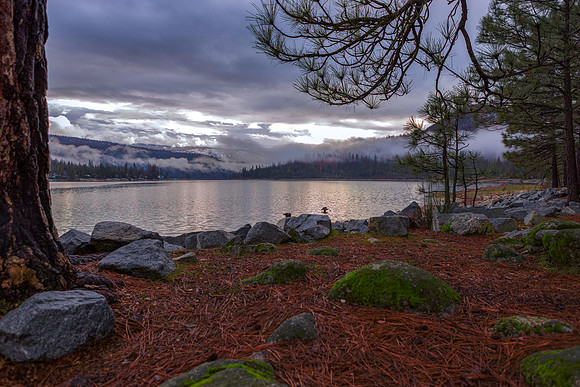Green Moss at Bass Lake