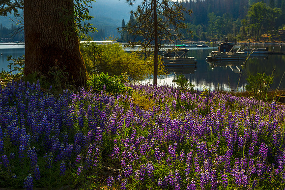 Morning Lupine