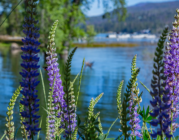Bee in the Lupine