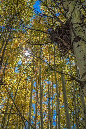 Bird Nest in the Aspens