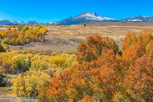 Fall Color Eastern Sierra