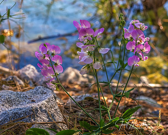 Lakeside Flora