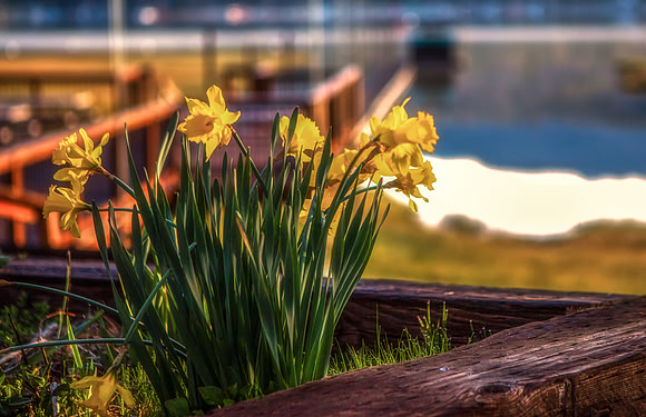 Spring at Bass Lake