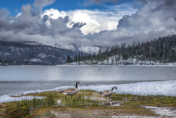Winter Walk with Geese